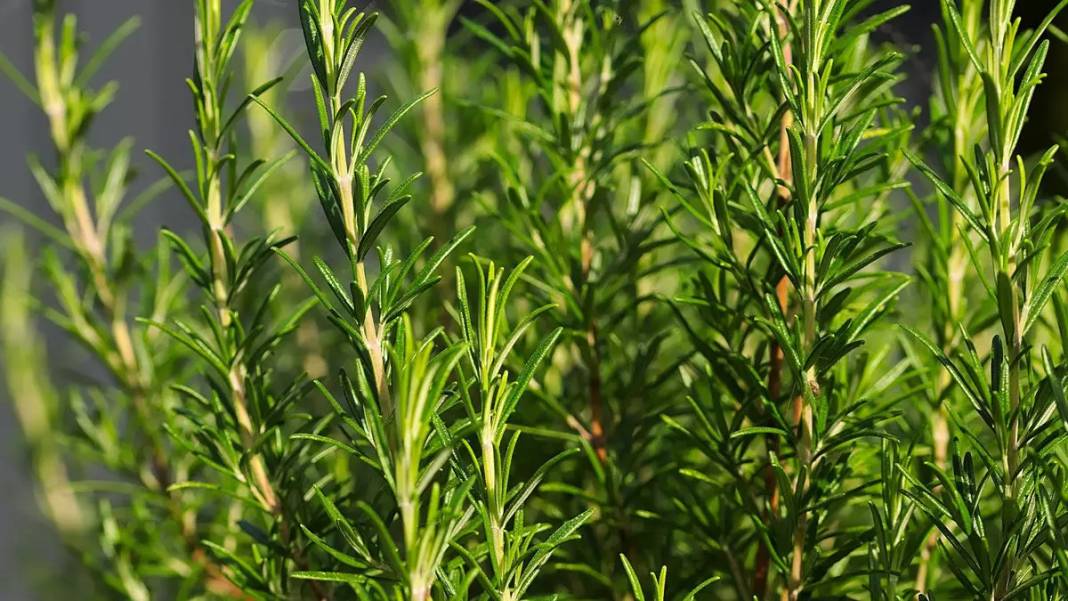 Arılar üzerinize akın edebilir! Bu bitkilerin ne kolonyasını kullanın ne parfümünü, işte arıları  üzerinize çeken o kokular 5